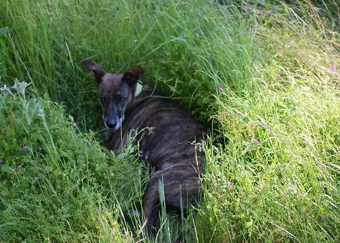 Σπίτι διακοπών Casa Madera 1 Icod De Los Vinos
